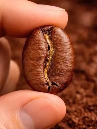 Arabica coffee bean