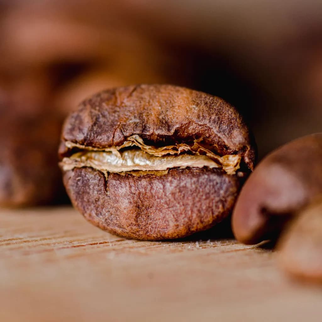 Excelsa coffee bean
