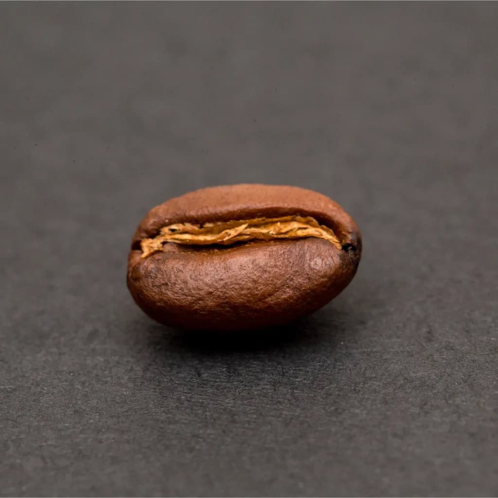 Robusta coffee bean