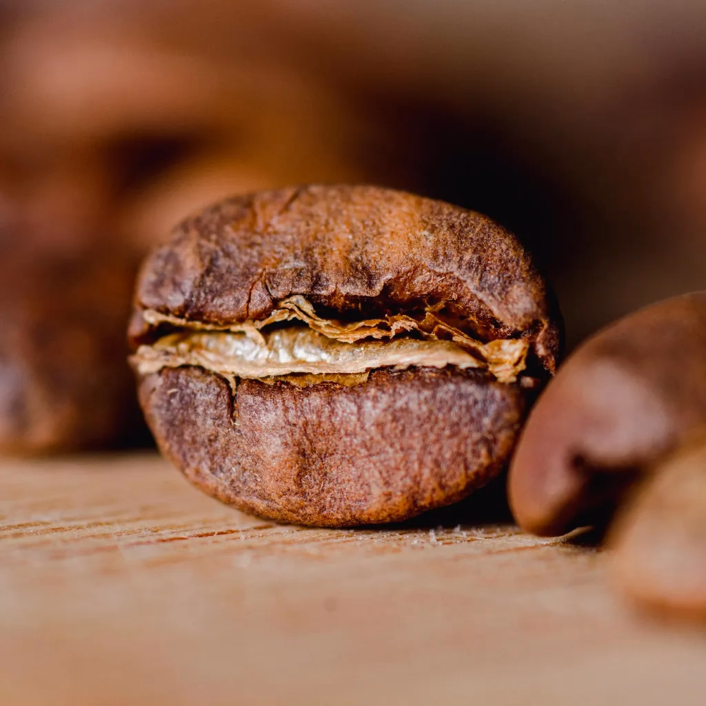 Excelsa coffee bean