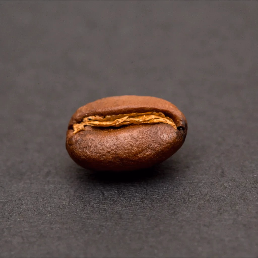 Robusta coffee bean