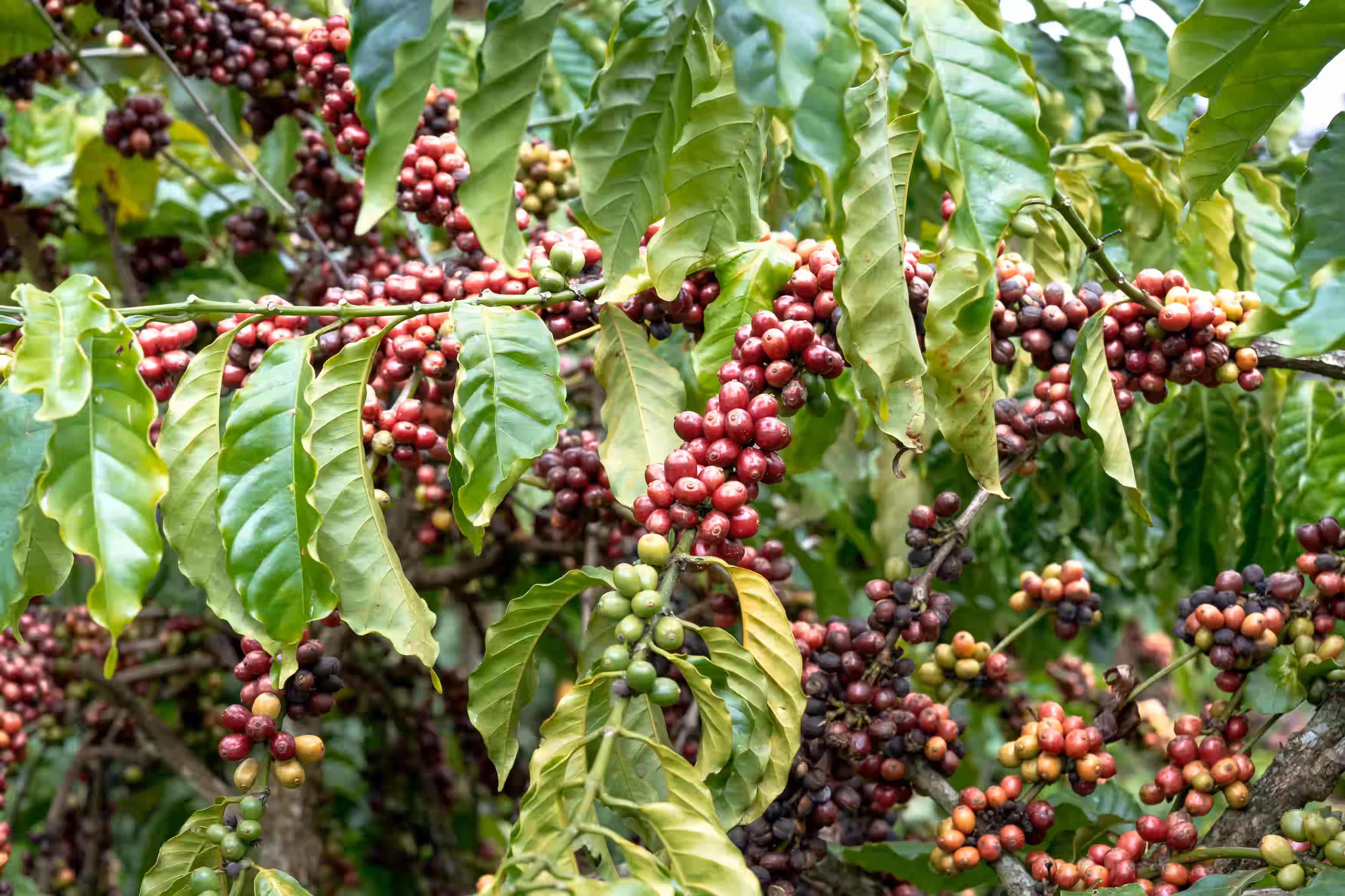 Coffee beans background